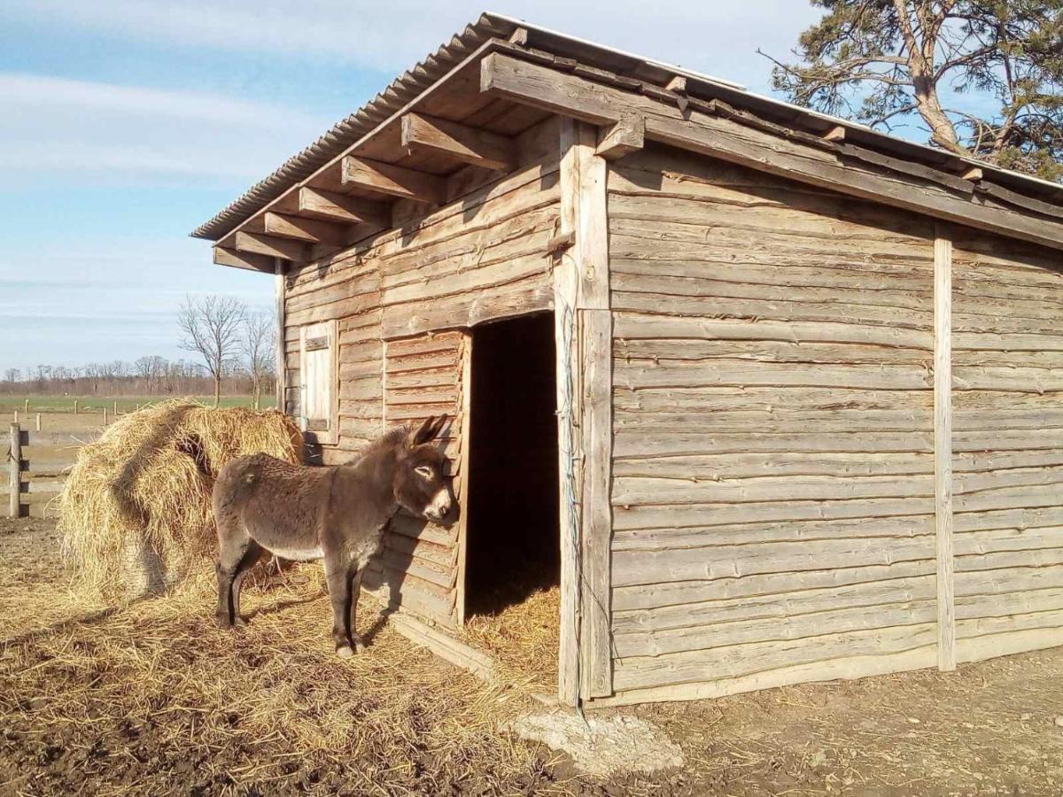 Apartma Max Moravske Toplice